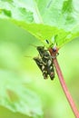 closeup the pair of brown grasshopper hold on ladyfinger plant leaf in the farm soft focus natural green brown background