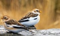 Closeup of a pair of cute Snow bunting birds next to each other on a stone