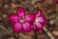 Desert Roses, Closeup