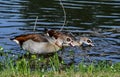 Pair of Egyptian Geese Feeding