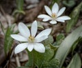 Bloodroot in Bloom