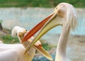 Closeup of a pair of Greater white pelicans at a zoo under the sunlight with a blurry background Royalty Free Stock Photo
