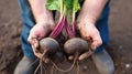 Closeup of pair of hands holding a bunch of fresh beetroots from the garden