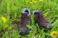 Closeup of a pair of hiking boots on the ground covered in greenery at daytime