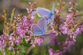 Pair of Idas blue or northern blue butterflies on blooming heather Royalty Free Stock Photo