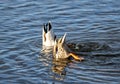 Closeup of a pair of mallard ducks feeding upsidedown Royalty Free Stock Photo