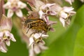 Margined leatherwing beetles mating on a milkweed flower in Connecticut Royalty Free Stock Photo