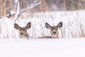 Closeup of a pair of mule deer in a snowy field under the sunlight with a blurry background Royalty Free Stock Photo