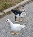 Closeup Pair of Muscovy Ducks