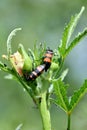 closeup the pair of orange black color firefly beetle insect hold on lady finger plant leaf soft focus natural green brown Royalty Free Stock Photo