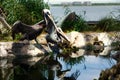 A pair of pelicans with reflections in the water. Royalty Free Stock Photo