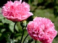 Pink poppies Royalty Free Stock Photo