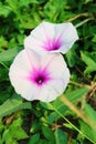 Pair of Pure White with Purple and Pink Morning Glory Flowers in the Sunshine Field Royalty Free Stock Photo