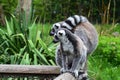 Closeup a pair of Ring-tailed lemurs ( Lemur Catta) are standing on a wooden beam Royalty Free Stock Photo