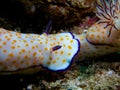 Closeup of a pair of Risbecia pulchella