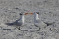 Royal Terns Courtship Dance, Closeup Royalty Free Stock Photo
