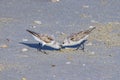 Pair of Sanderlings Foraging In The Sand