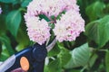 Closeup of a pair of scissors cutting a stem of blooming Hydrangea flowers in the garden