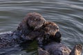 Closeup of two sea otters floating in ocean. Looking to the side. Royalty Free Stock Photo