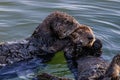 Closeup of pair of sea otters in ocean. One kissing, one looking at camera Royalty Free Stock Photo