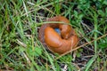 closeup of a pair of snails in the grass