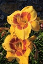 Stella de Oro Daylilies Royalty Free Stock Photo