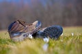 closeup pair of touristic boot lie in prairie grass among flowers