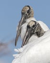 Closeup of a Pair of Wood Storks - Florida