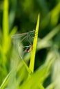 Zygoptera Royalty Free Stock Photo