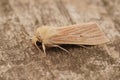 Closeup of the pale brown colored common wainscot moth, Mythimna pallens on a piece of wood