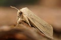 Closeup on the pale brown colored seasonal Large Wainscot owlet moth, Rhizedra lutosa