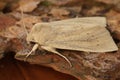Closeup on the pale brown colored seasonal Large Wainscot owlet moth, Rhizedra lutosa