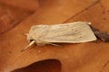 Closeup on the pale brown colored seasonal Large Wainscot owlet moth, Rhizedra lutosa