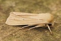 Closeup on the pale colored Common wainscot moth, Mythimna pallens sitting on wood