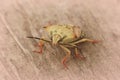 Closeup on the pale colored mediterranean Carpocoris mediterraneus atlanticus shieldbug sitting on wood