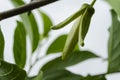 Annoma Squamosa Sweetsop, Sugar apple Blossom