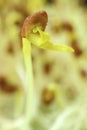 Closeup of Water Spinach Seedlings with Its First Leaf and Seed Coat Royalty Free Stock Photo