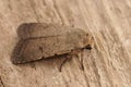 Closeup on the Pale Mottled Willow Moth, Caradrina clavipalpis, sitting on wood