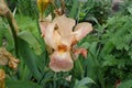 Closeup of pale orange flower of bearded iris