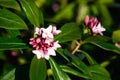 Closeup of pale pink flowers on a Winter Daphne plant blooming in a sunny garden Royalty Free Stock Photo
