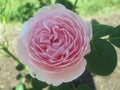 Pale pink rose with leaves