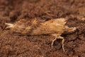 Closeup on the pale prominent moth, Pterostoma palpina sitting on the ground