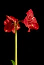 Closeup of pale red amaryllis flower on black background Two big blossoms. Royalty Free Stock Photo