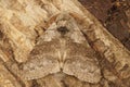 Closeup on a the pale tussock moth,Calliteara pudibunda siting on wood Royalty Free Stock Photo