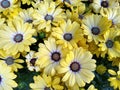 Osteospermum `Tradewinds Yellow Bicolor` Royalty Free Stock Photo