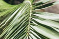 Closeup palm branch background Royalty Free Stock Photo