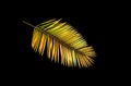 Closeup, Palm gold color leaf isolated on black background for design or stock photos, summer tropical plant, single flora Royalty Free Stock Photo