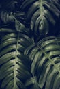 Closeup of palm green leaf