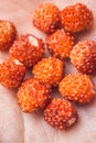 Closeup palm holds a handful of ripe wild strawberries. Vegan food concept. Carefree summer day. Selective focus macro Royalty Free Stock Photo