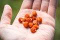 Closeup palm holds a handful of ripe wild strawberries. Vegan food concept. Carefree summer day. Selective focus macro Royalty Free Stock Photo